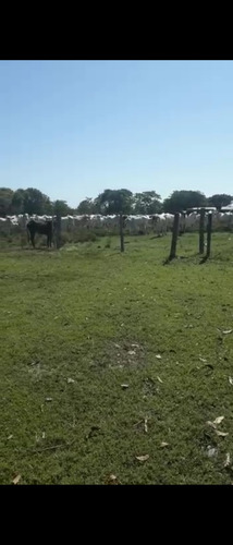 Vendo Fazenda De 1700hec Pecuaria/cultura Em Roraima (6096)