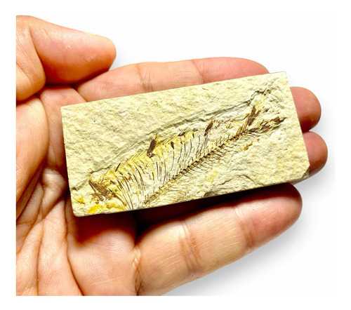 Recorcholis! Fósil De Pescado En Cantera Encontrada Wyoming