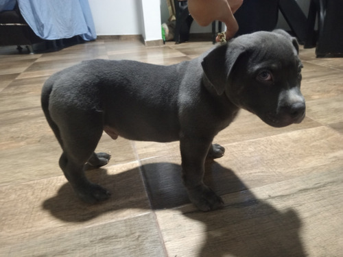 American Bully