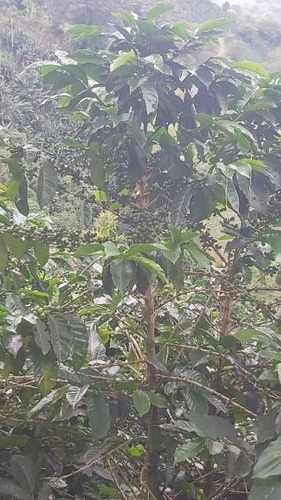 Precio De Oportunidad Finca 35 Cuadras, Caicedonia Valle