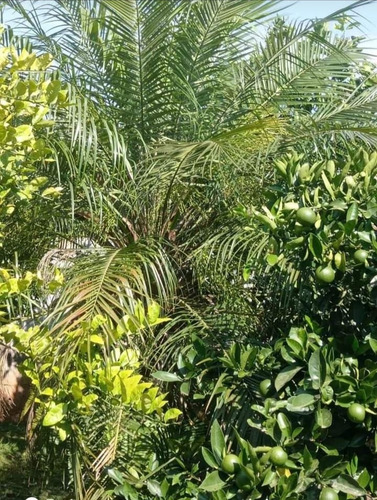 Imagem 14 de 18 de Pj Pequena Chácara A Venda