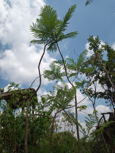 Imagen 2 de 6 de Arbol Acacia Dealbata Grande - Lindo - E.gratis Caba Y Gba