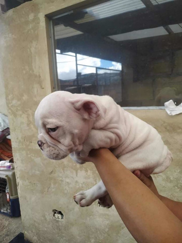 Imagen 2 de 4 de Cachorros Bulldog Inglés