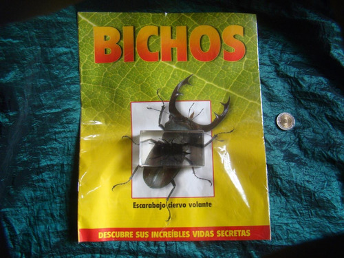 Insectos Autenticos De Coleccion. Escarabajo Ciervo Volante