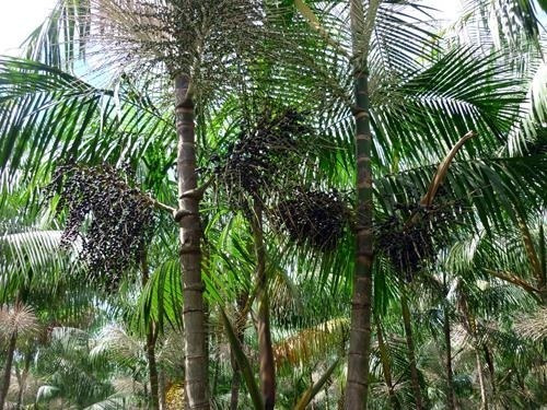 15 Mudas De Açaí Pai D'égua