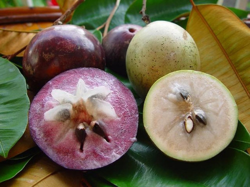 05 Sementes Orgânicas De Abiu Roxo P/ Plantio