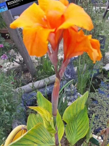 Plantas Achira Hojas Rayadas Exótica
