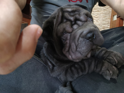 Shar Pei