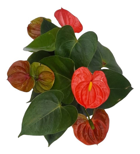 Anturio Naranja Stilo