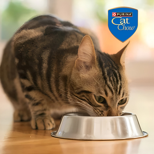 Cat Chow Gatitos 24 Kilos