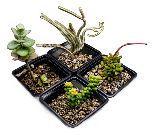 Pack Suculenta Crassula 4un