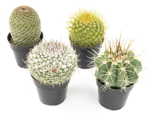 , Surtido De Plantas De Cactus Vivos (4 Unidades), Plantas S