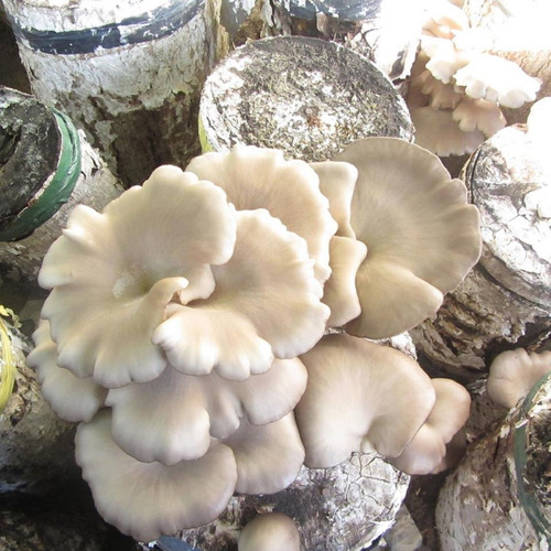 Imagen 3 de 8 de Girgolas Al Natural. Hongos Patagónicas 360 Grs.