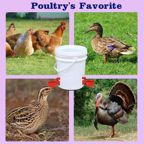 Ahfp Dispensador De Agua Para Pollos Mangeoire Poule Con