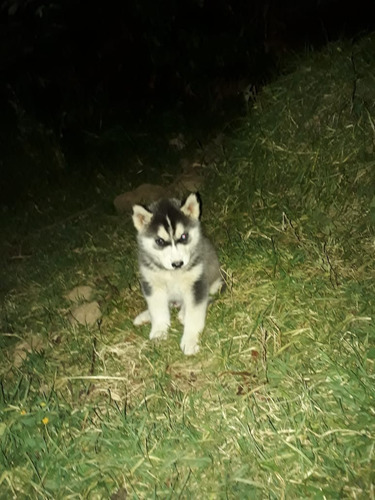 Cachorros Husky Siberiano Mascotas Rionegro Medellín Bogota