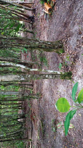 Chacara Sitio Em Itanhaem Prox Ao Bopiranga