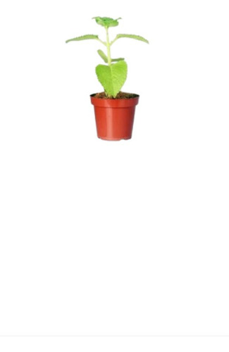 Orégano (2pz) Se Envía