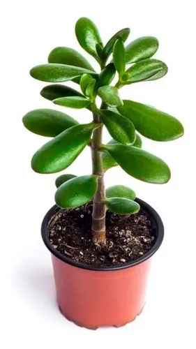Planta Jade Mercadolibre Planta Jade Mercadolibre