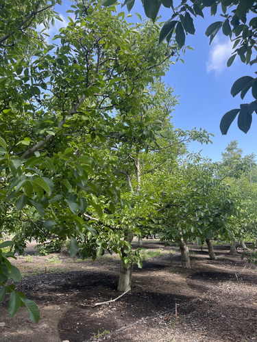 Se Vendevendo Parcela En El Melón, Con Plantación De Nogal