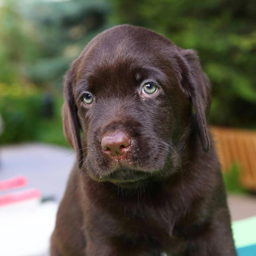 Criadero Tribu, Los Mejores Labrador Retriever De Argentina