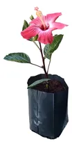Comprar Pack 25 Macetas De Cultivo Nylon Negro Plantas Arboles 3ltr