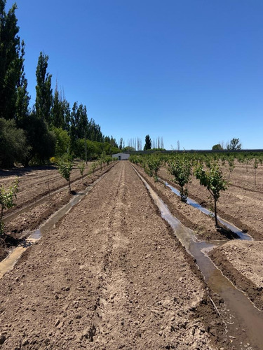 Finca Mendoza 18ha Vinedo Y Fruticola