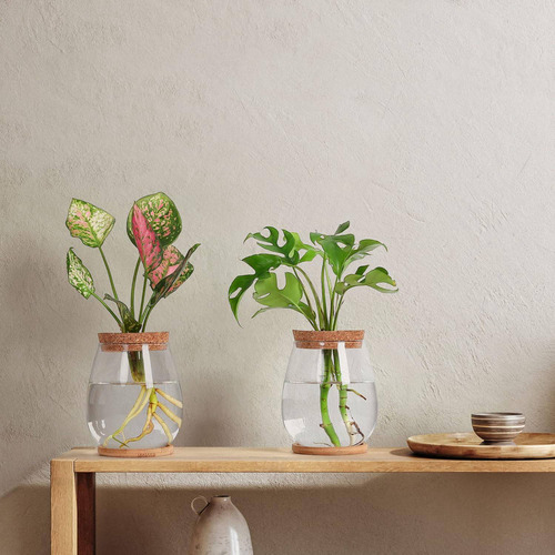 Estaciones De Propagación De Plantas, 2 Piezas De Escritorio