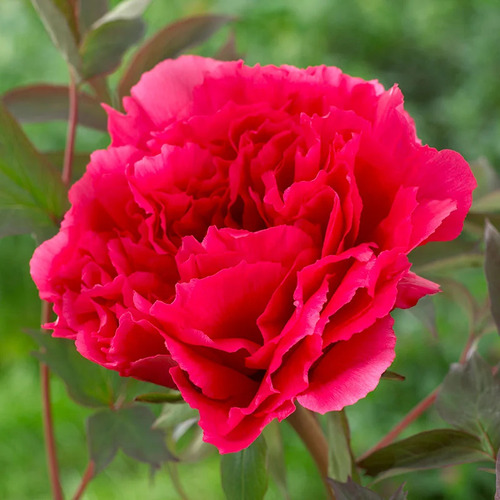 Peonia Arbórea Roja