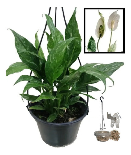 01 Cuia Spathiphyllum Wallisii Lírio Da Paz Variegata Rajado | Parcelamento  sem juros
