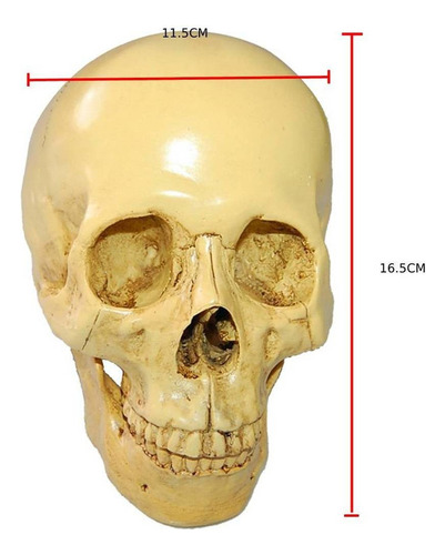 L Simulación De Cráneo Humano De Resina Gótica 1:1