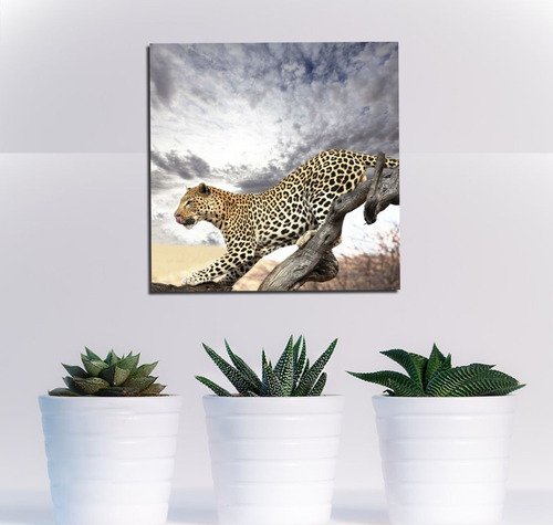 Cuadro 60x60cm Animales Hermosos Salvajes Naturaleza