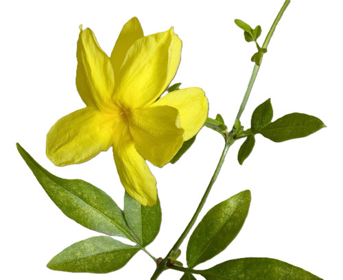 Jazmin Amarillo ( Jazminum Meznyi). En 3 Litros.altura 90 Cm