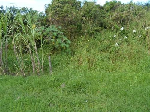 Imagem 5 de 7 de Vende Se Terreno Barato...bairro Palmeiras..