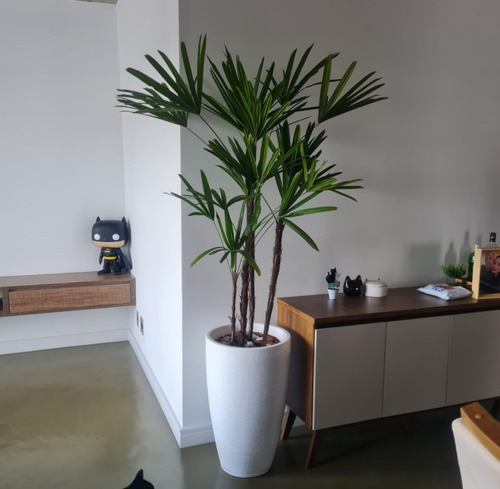 Planta Natural Palmeira Ráfia Com Vaso Decorativo