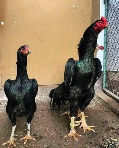 Índio Puro (ovos Galados)