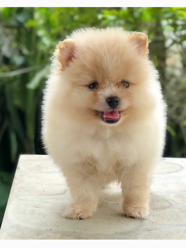 Imagen 6 de 8 de Pomerania Importados Exclusivos Calidad