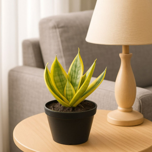 Espadinha Dourada Sansevieria Golden Hahnii Com Manual