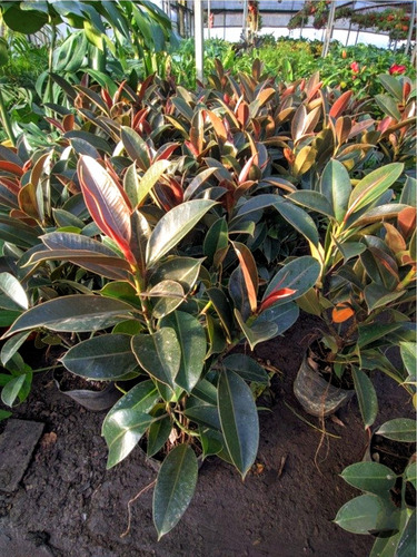 Ficus Elastico Cabernet Rojo 85+50 Delviso