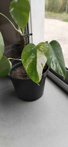 Monstera Variegada, Costilla De Adán 