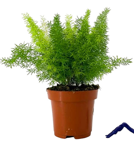 Planta Asparagus Sprengeri - Exterior Interior - Jardines