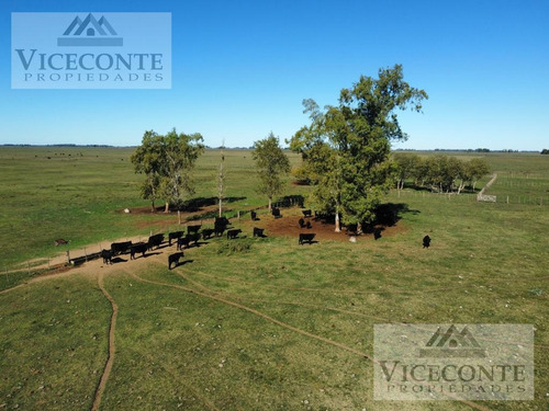 Campo 232,9 Ha Alegre, Partido De General Paz. Buenos Aires.