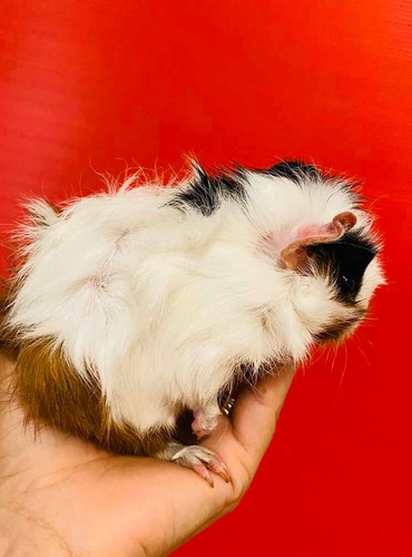 Porquinho Da Índia