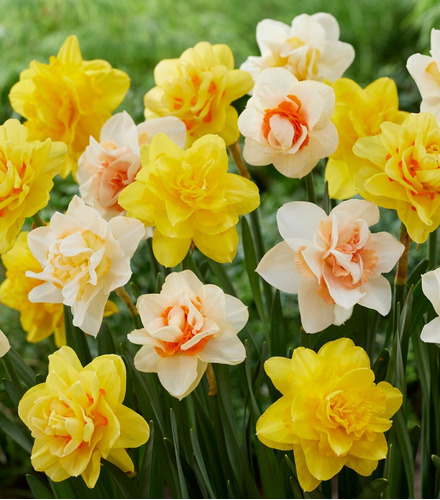 10 Bulbos Narciso Mix