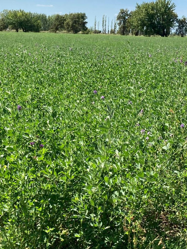 Finca Gral Alvear, 71 Hcts,en Producción Y Con Equipamiento.