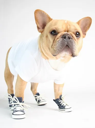 Zapatos Para Perro T4 Converse Mezclilla 5x4cm Env o gratis