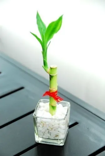 comprar Recuerdo Bambú De La Suerte, Regalo Bautizo, Matrimonio 