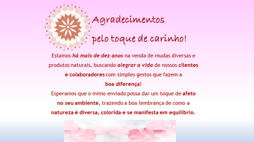 06 Mudas Clorofito (orgânica+bem Enraizada)