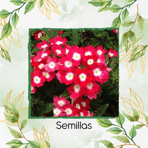 50 Semillas Flor Verbena + Obsequio Germinación