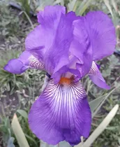 Comprar 1 Rizoma De Lirios Barbados O Iris Germánica Lila Carlos 