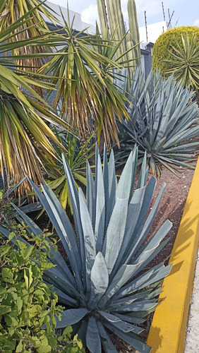 Agave Tequilana Weber, Agave Azul, 100 Semillas, Nv